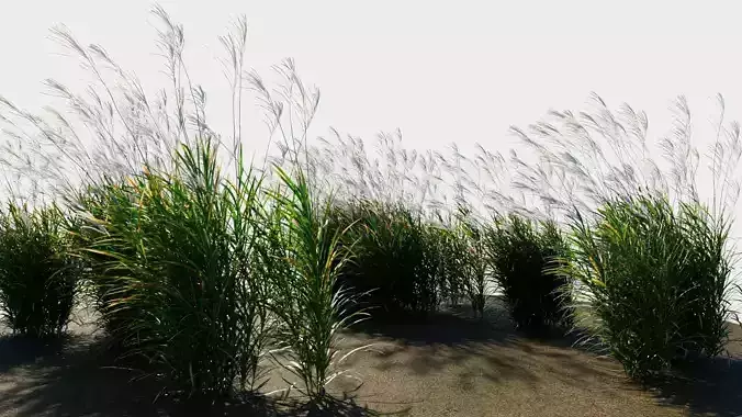 Miscanthus sinensis d 3D model