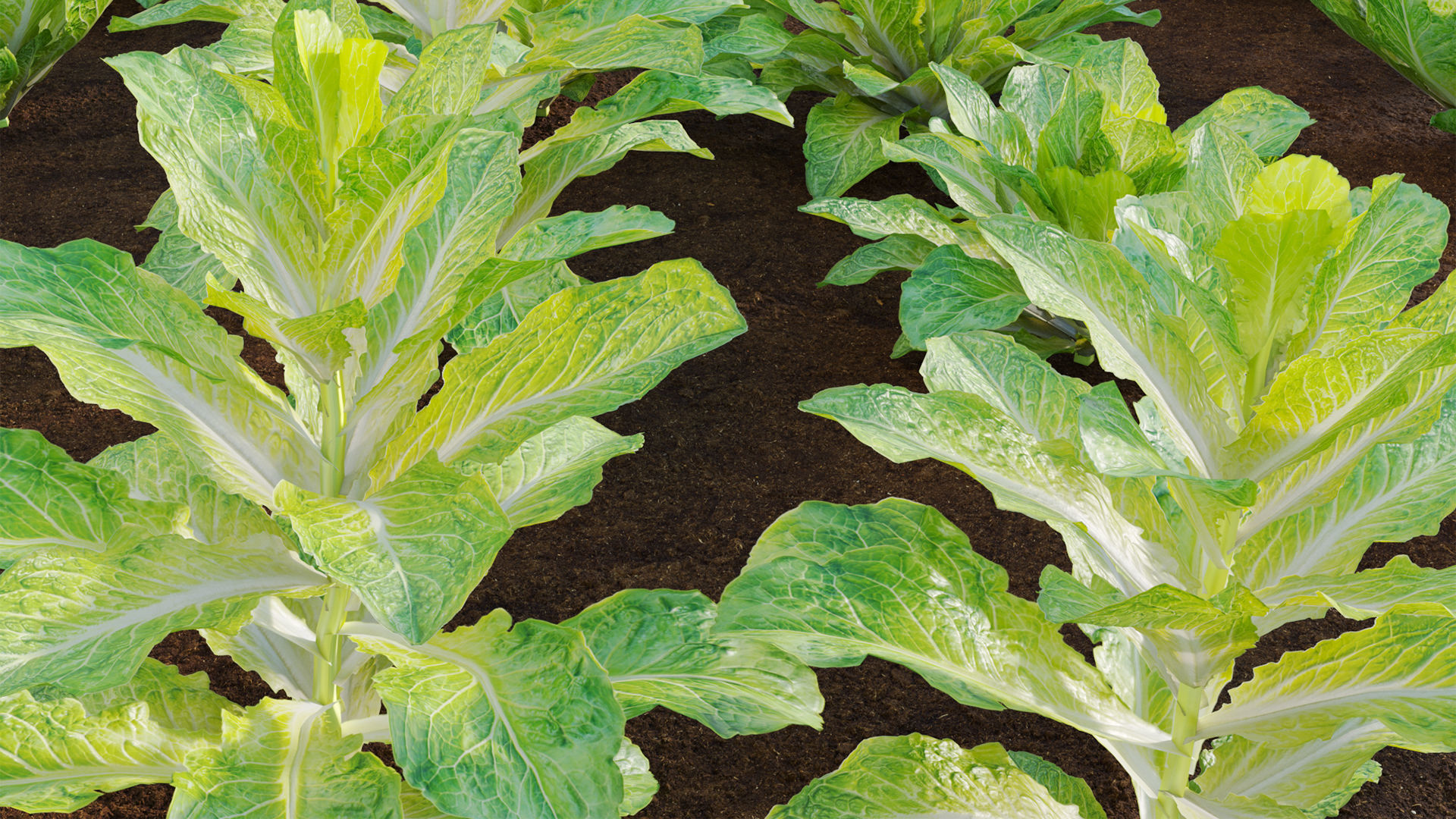 Lactuca sativa - Lettuce 3D model_8