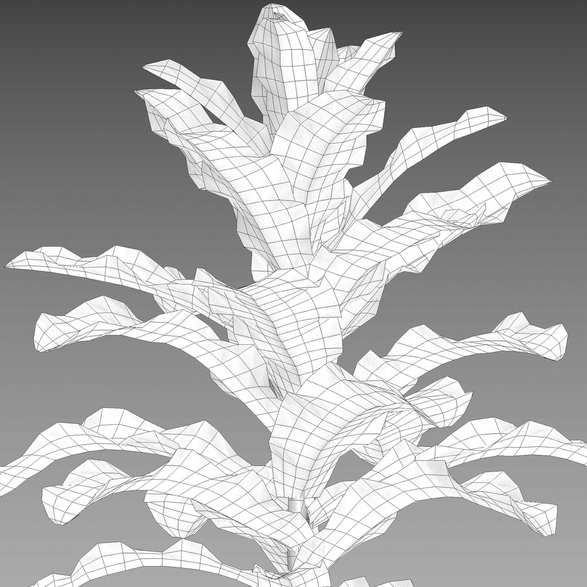 Lactuca sativa - Lettuce 3D model_4