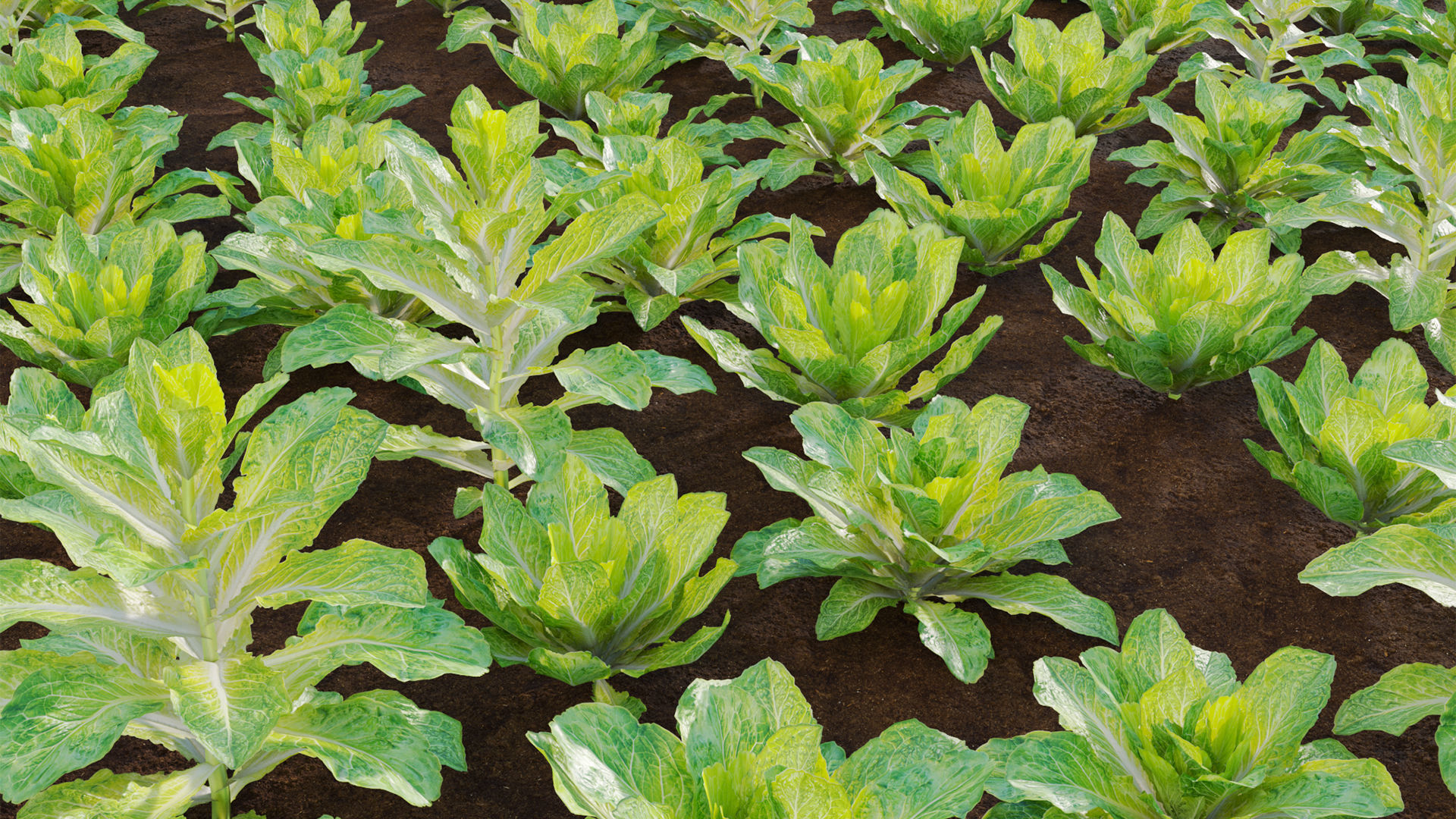 Lactuca sativa - Lettuce 3D model_9