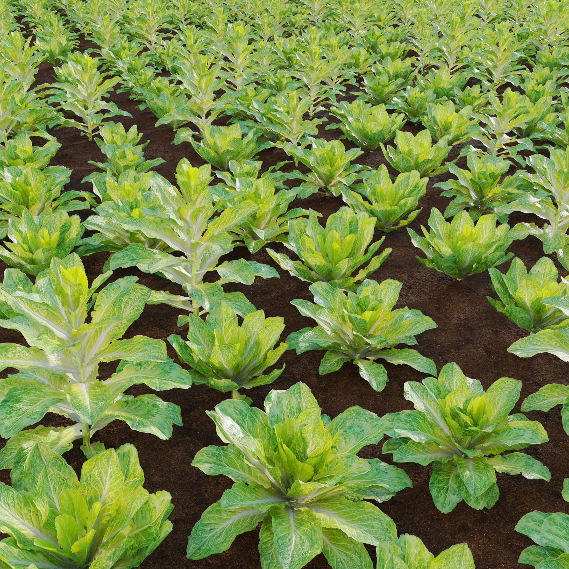 Lactuca sativa - Lettuce 3D model_3