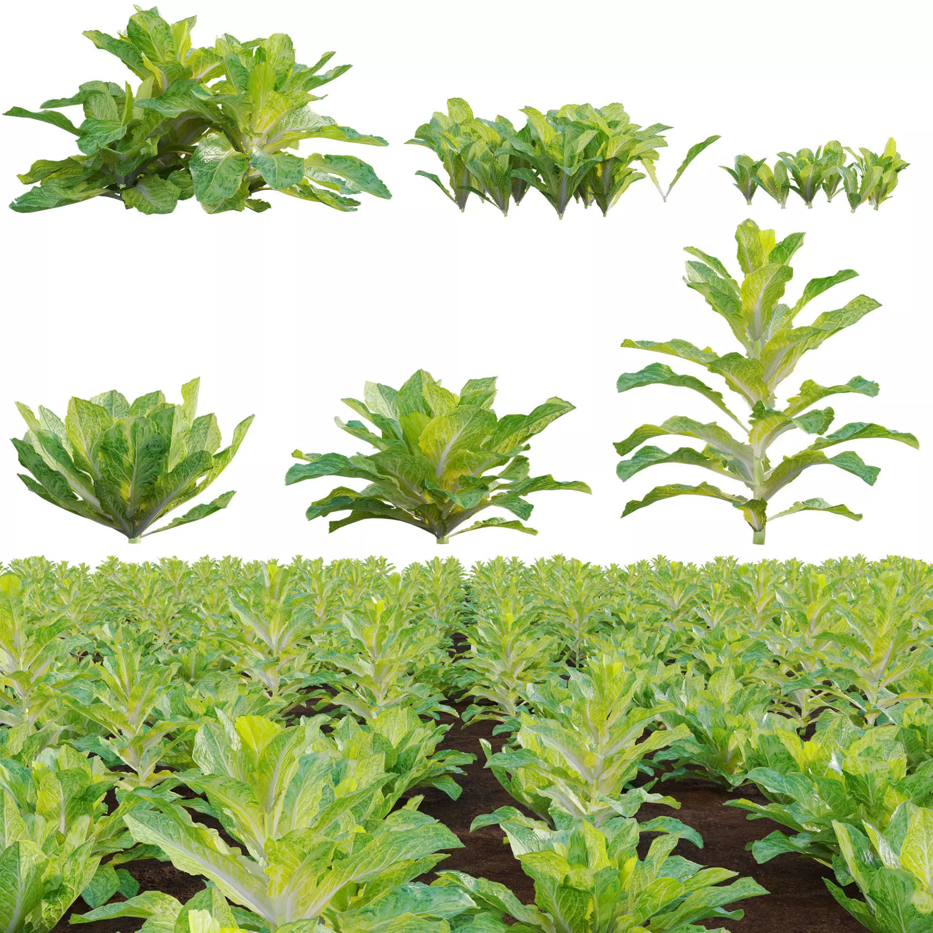 Lactuca sativa - Lettuce 3D model_0