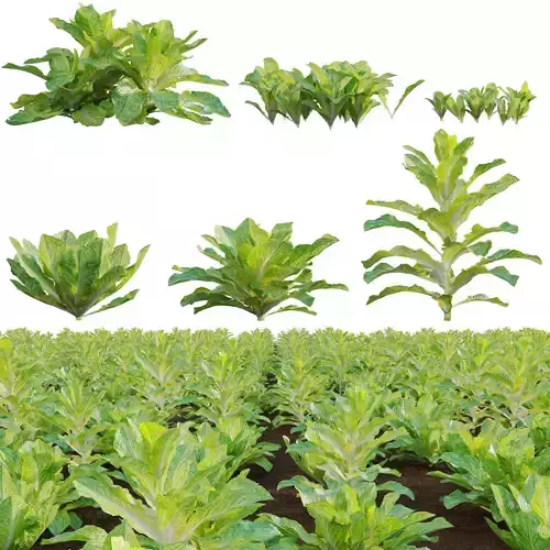 Lactuca sativa - Lettuce 3D model
