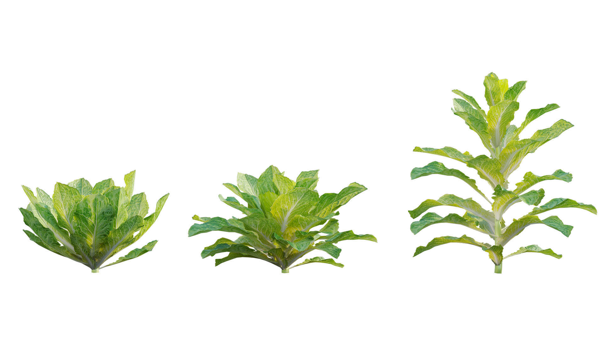 Lactuca sativa - Lettuce 3D model_5