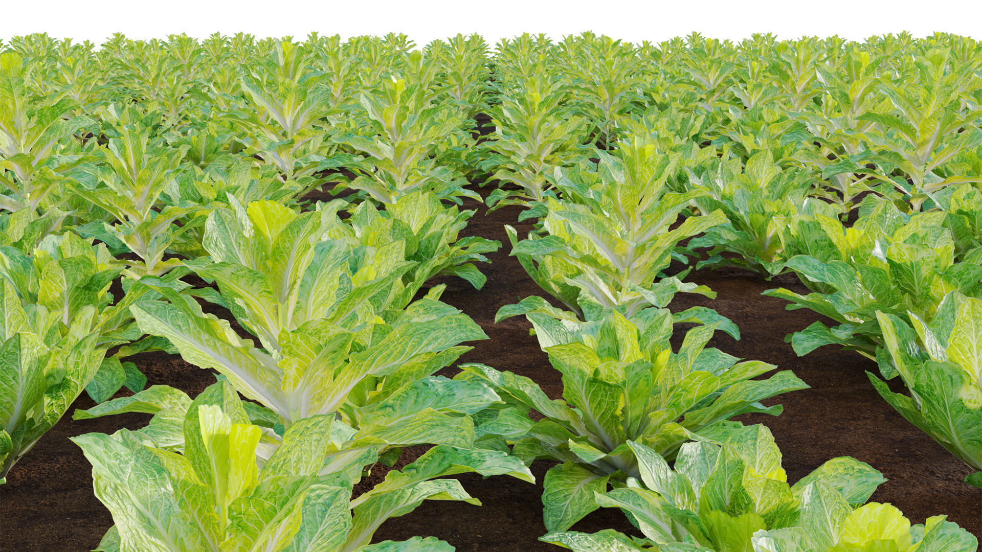 Lactuca sativa - Lettuce 3D model_7