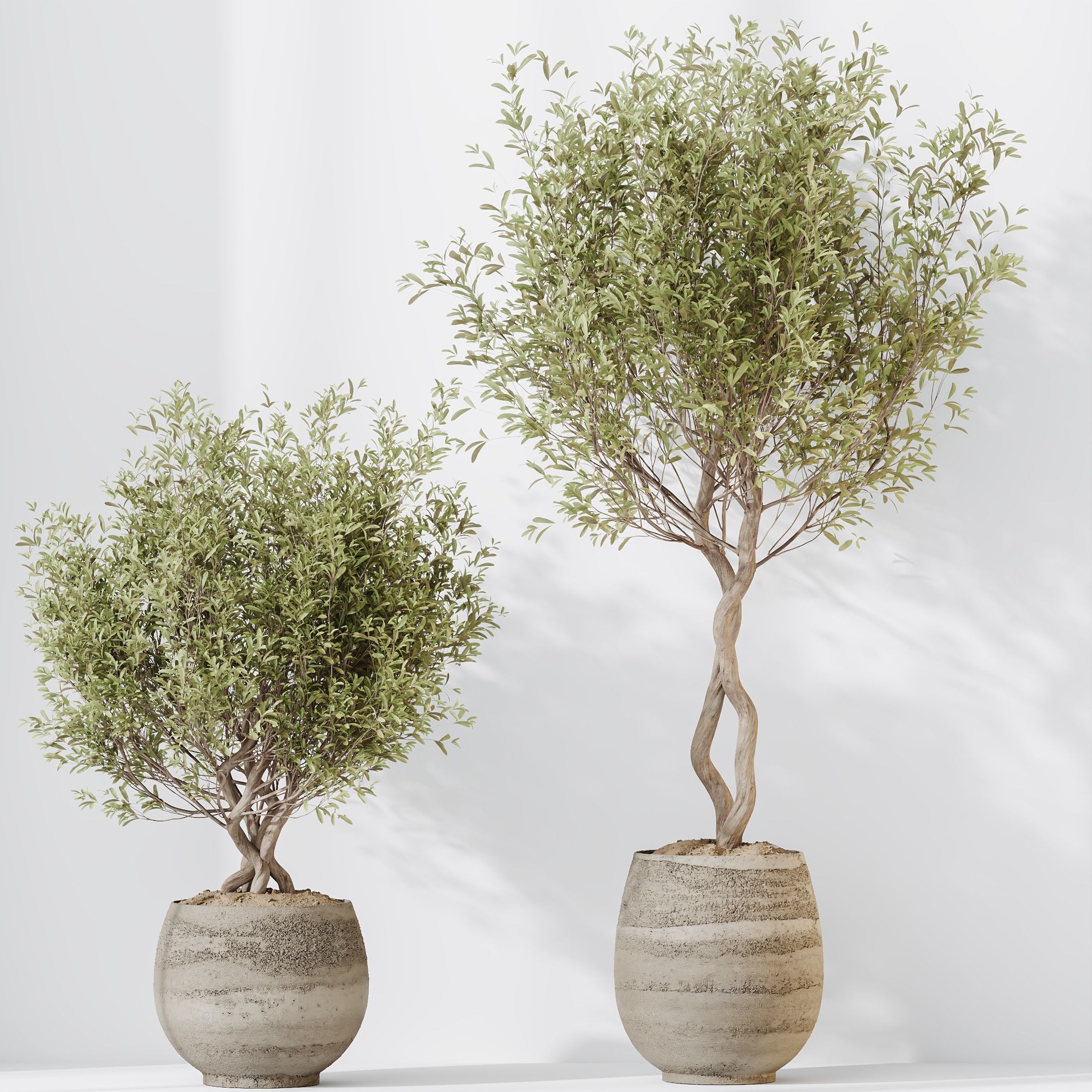 Kalamata Leccino Arbequina Wilsonii Chemlali Olive Set 41 3D model_1