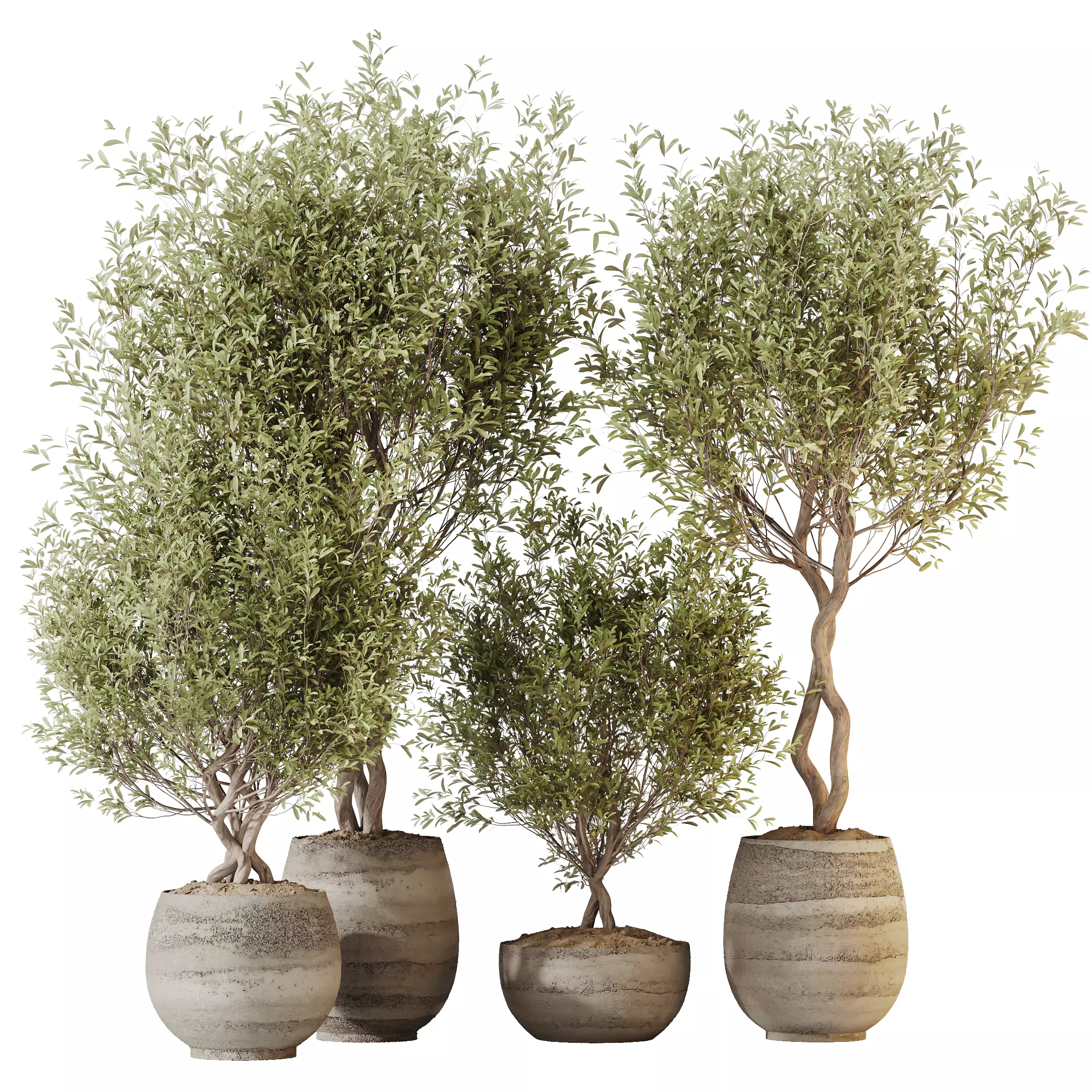 Kalamata Leccino Arbequina Wilsonii Chemlali Olive Set 41 3D model_0