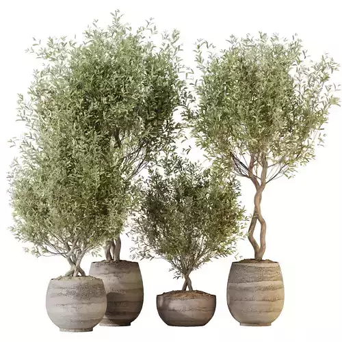 Kalamata Leccino Arbequina Wilsonii Chemlali Olive Set 41 3D model