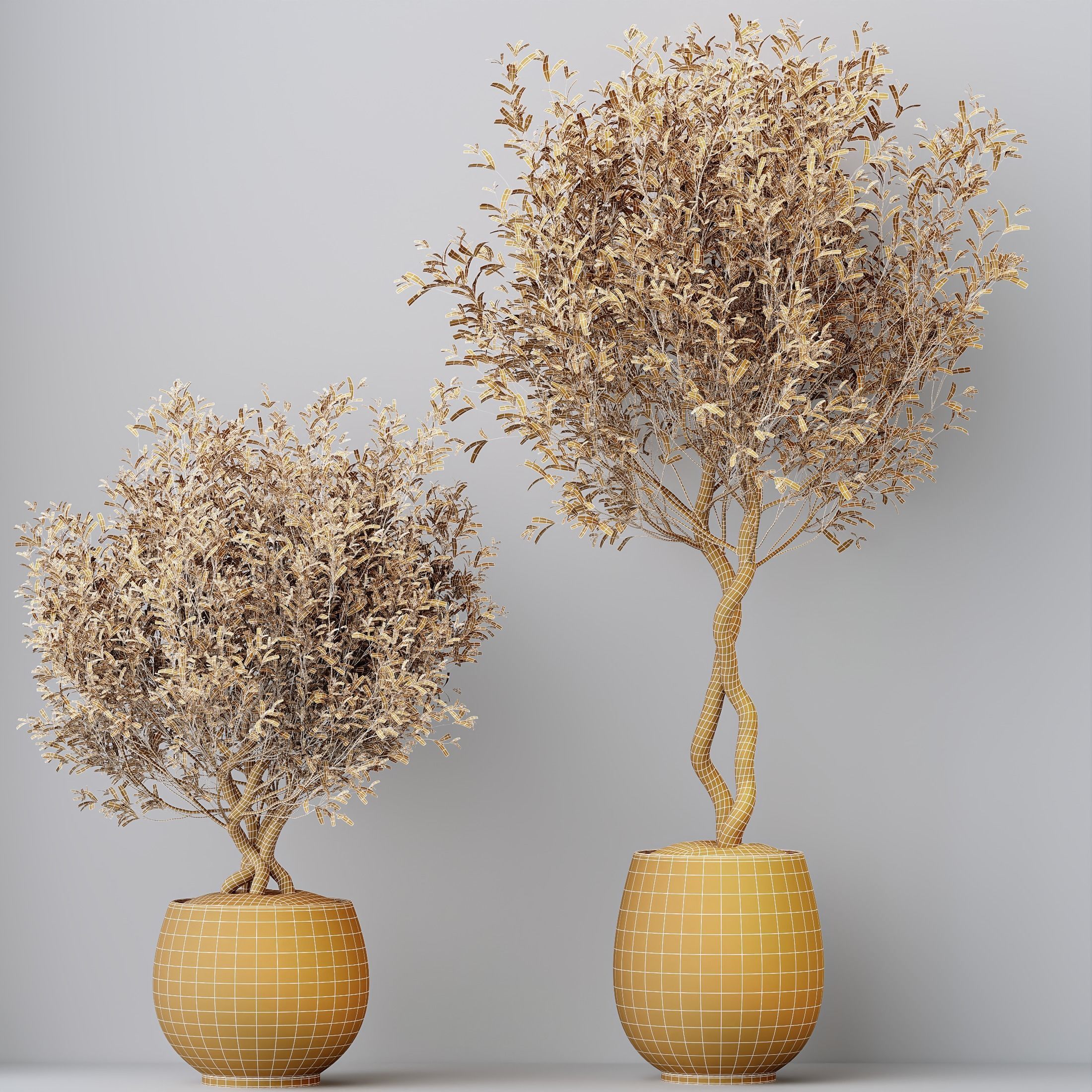 Kalamata Leccino Arbequina Wilsonii Chemlali Olive Set 41 3D model_4