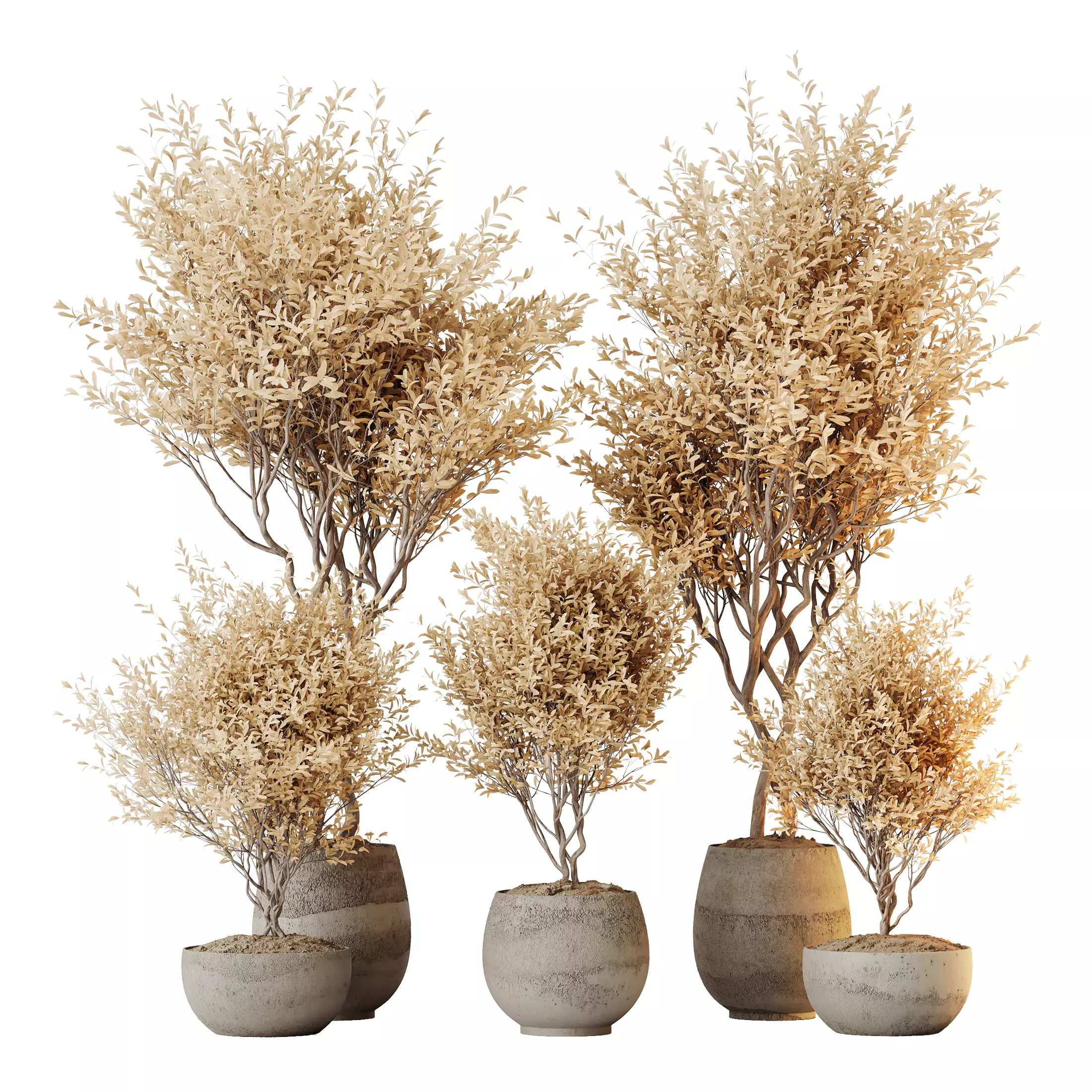 Kalamata Leccino Arbequina Wilsonii Chemlali Olive Set 42 3D model_0