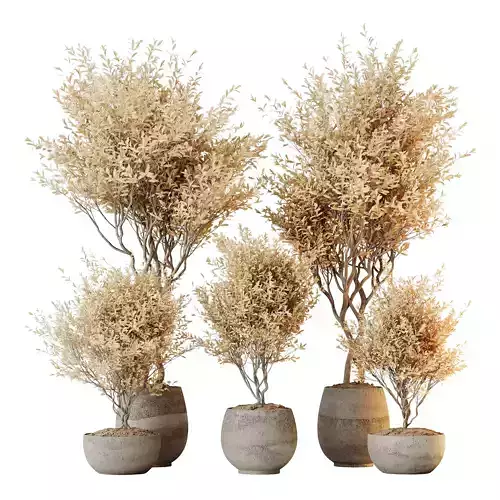 Kalamata Leccino Arbequina Wilsonii Chemlali Olive Set 42 3D model