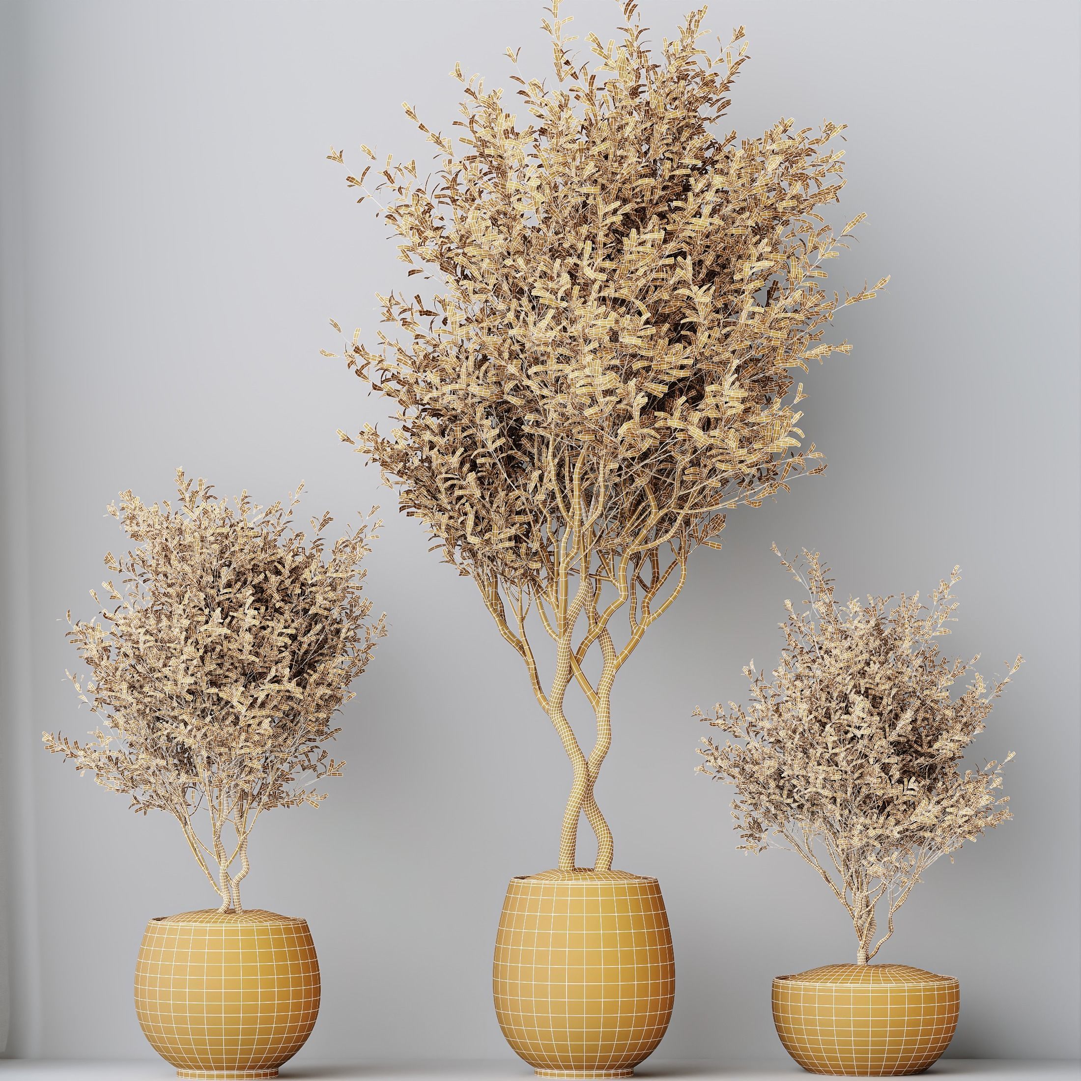 Kalamata Leccino Arbequina Wilsonii Chemlali Olive Set 42 3D model_4