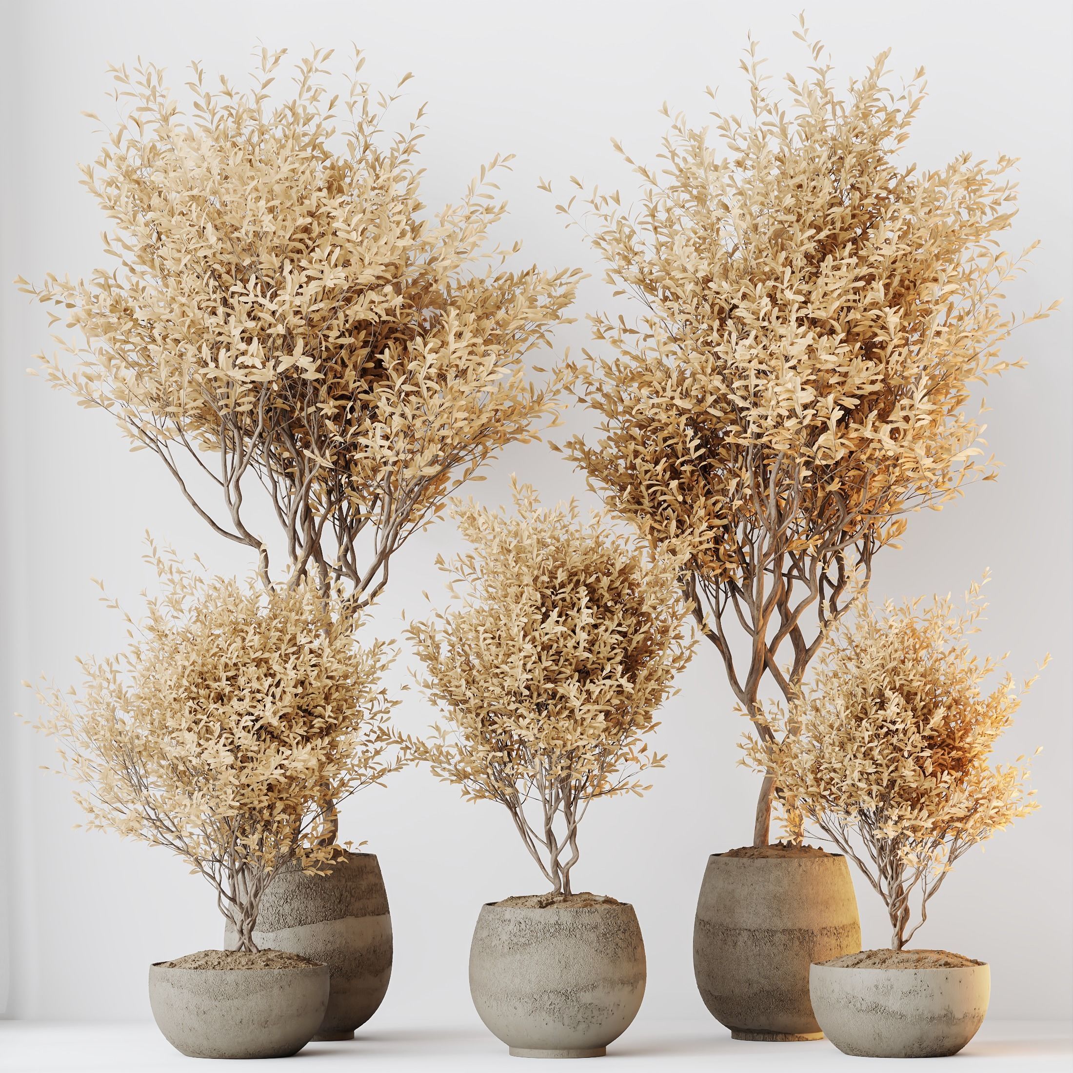 Kalamata Leccino Arbequina Wilsonii Chemlali Olive Set 42 3D model_3