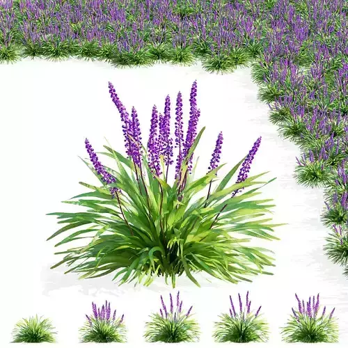 Liriope muscari Moneymaker flower