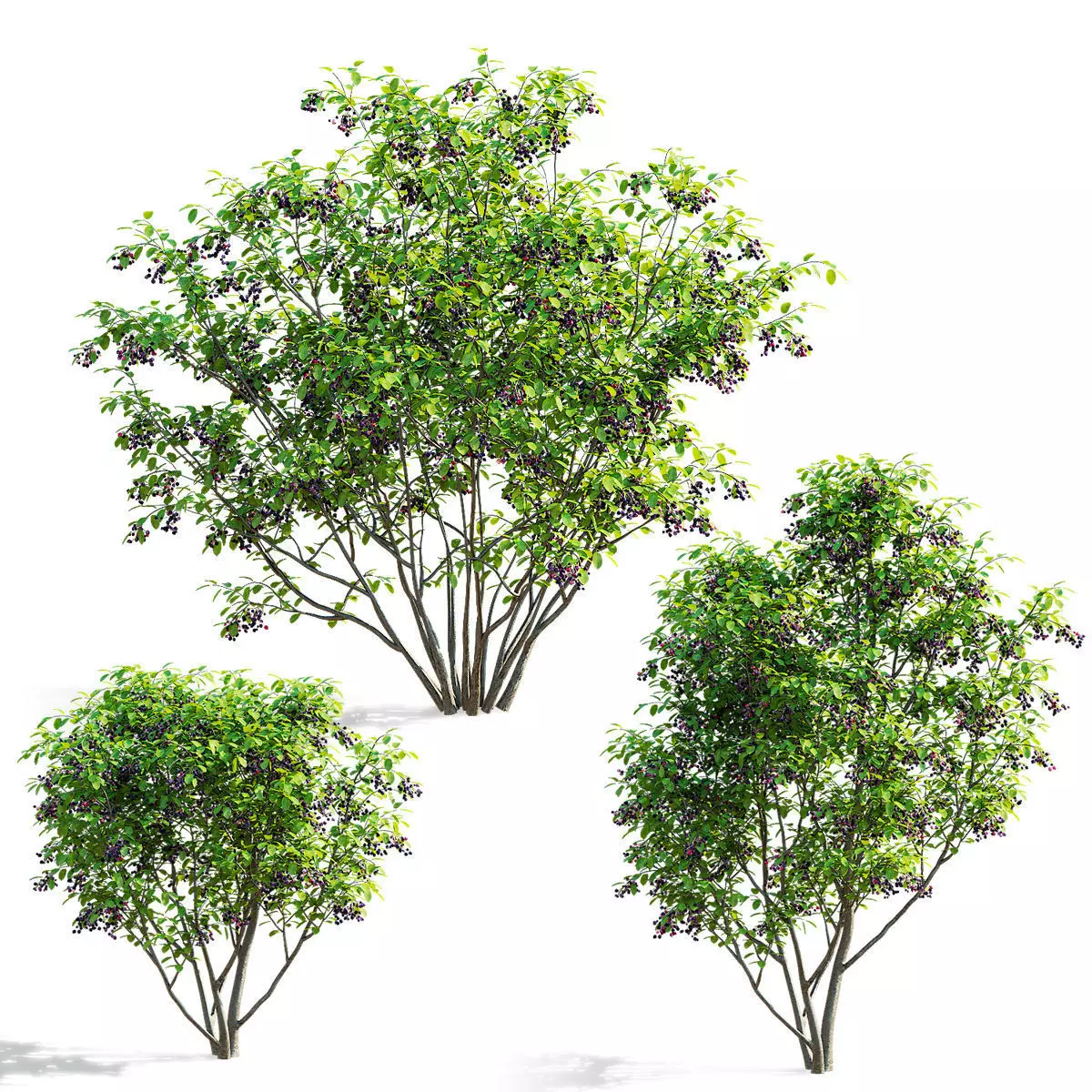 Amelanchier canadensis berries 3D model