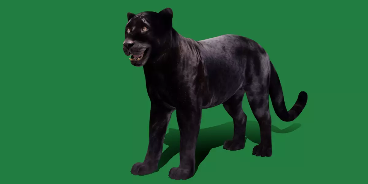 Black Panther Leopard 3D model