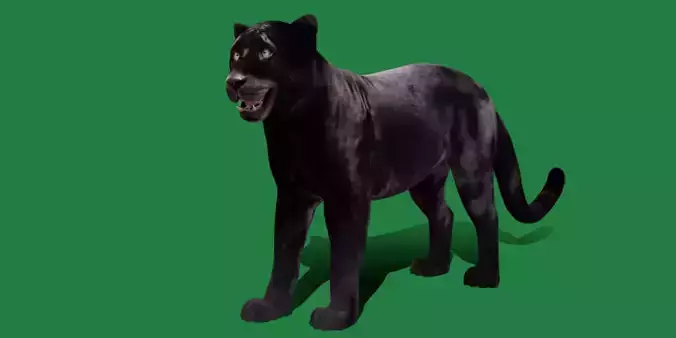 Black Panther Leopard