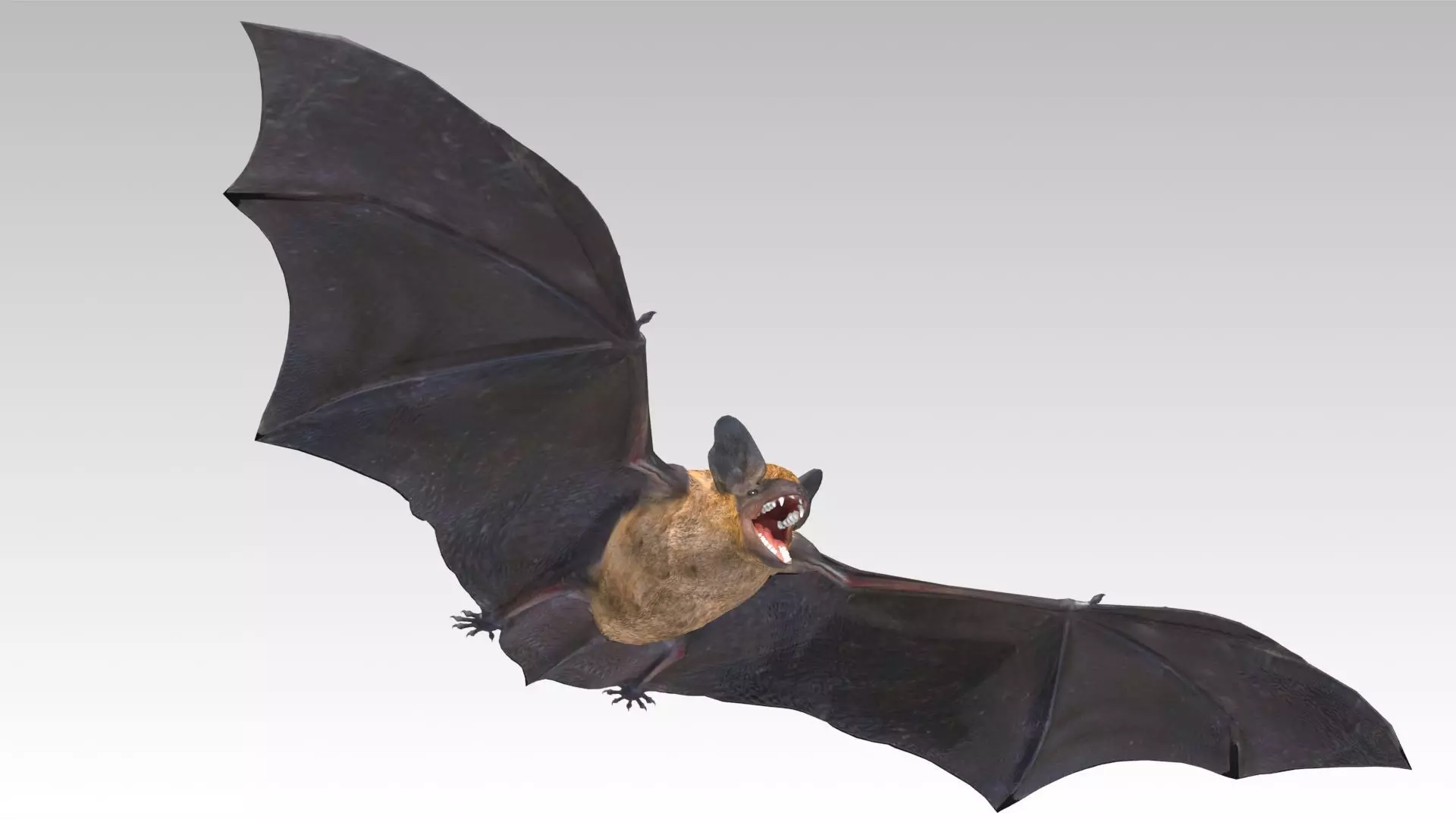 Common Pipistrelle Bat Low-poly 3D model_0