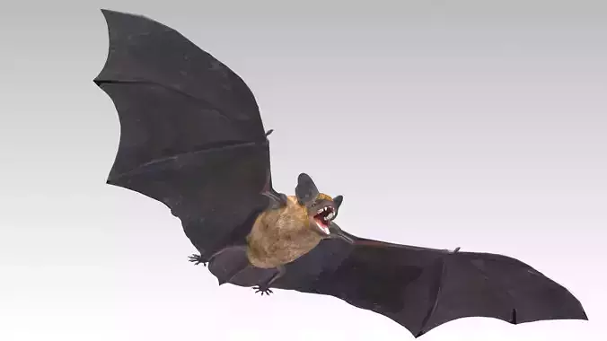 Common Pipistrelle Bat Low-poly 3D model