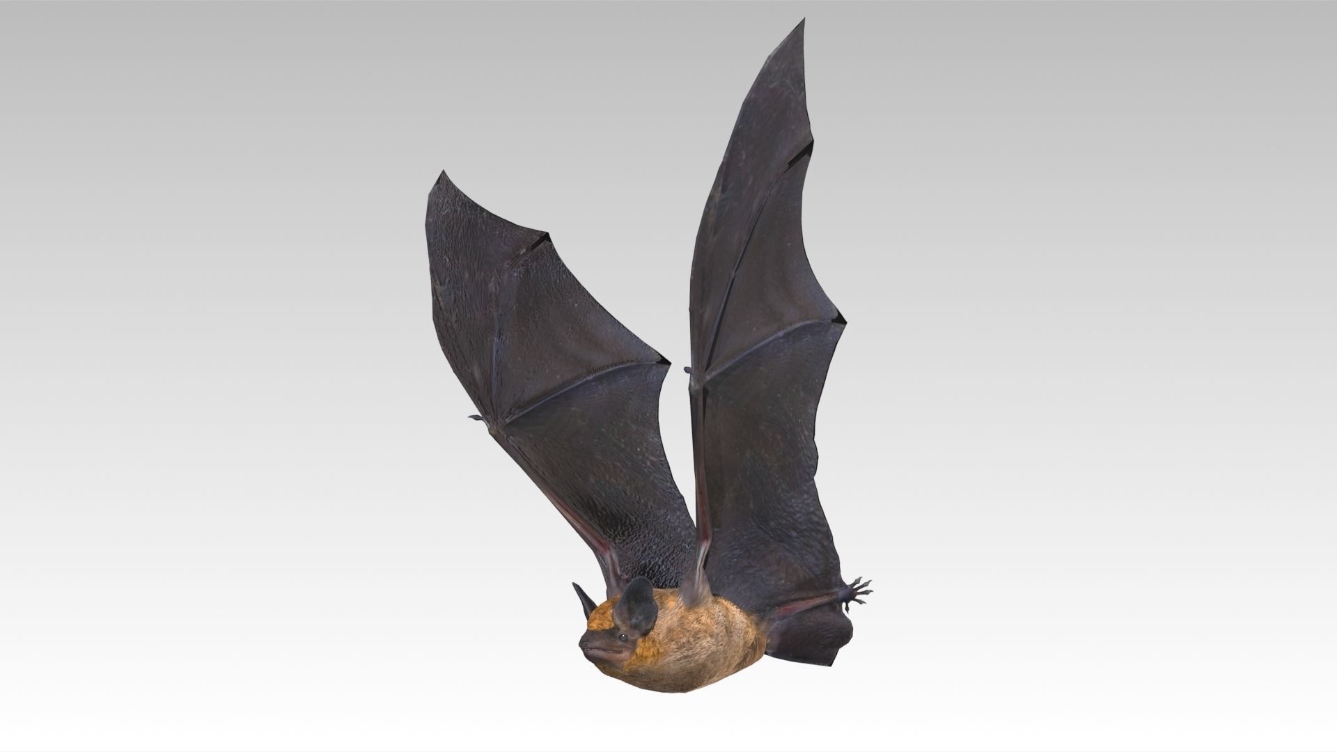 Common Pipistrelle Bat Low-poly 3D model_4