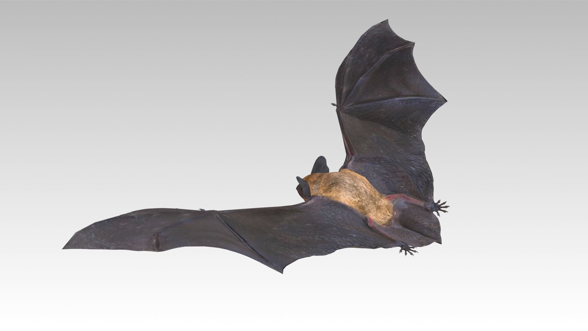 Common Pipistrelle Bat Low-poly 3D model_7
