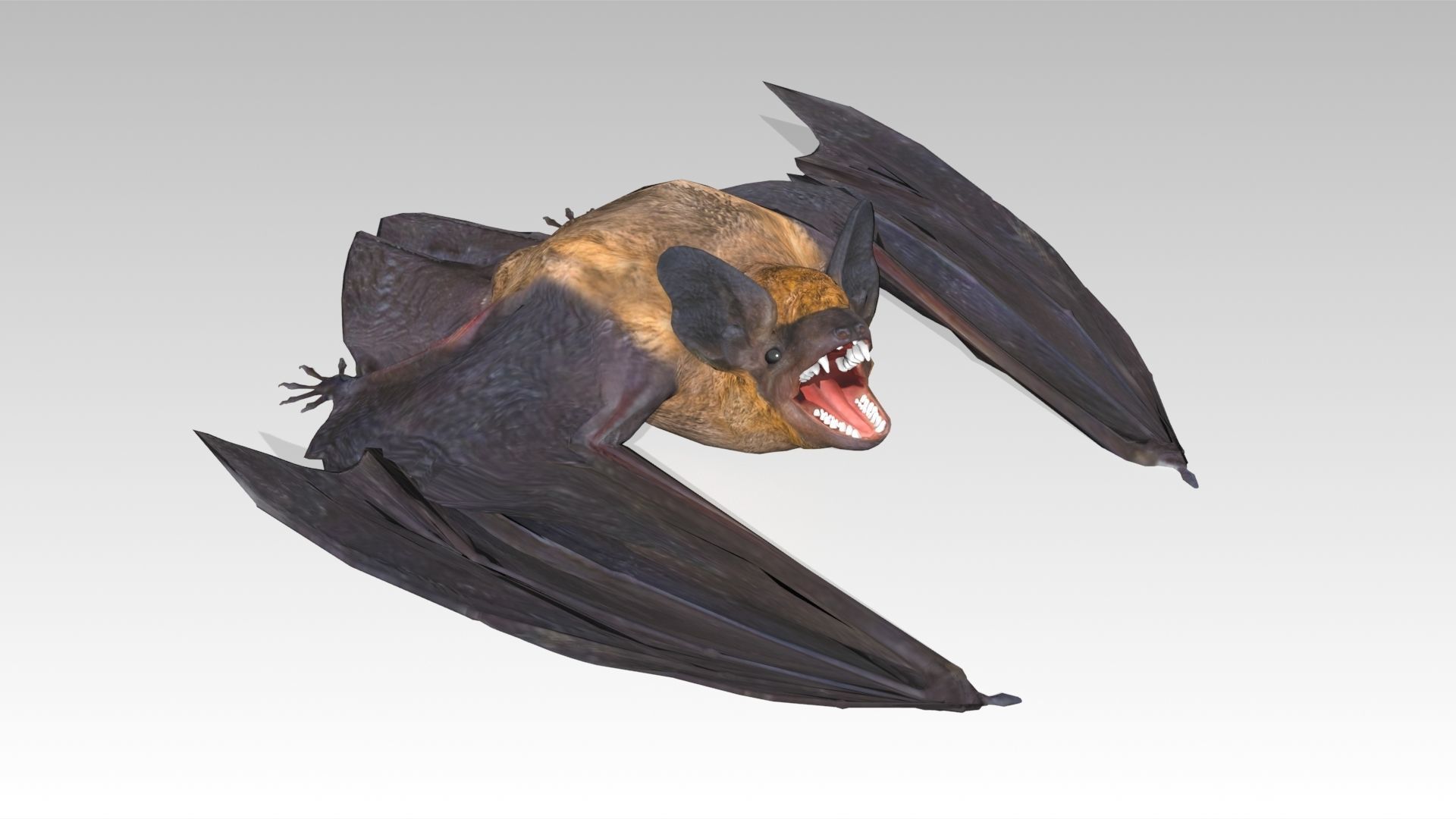 Common Pipistrelle Bat Low-poly 3D model_10
