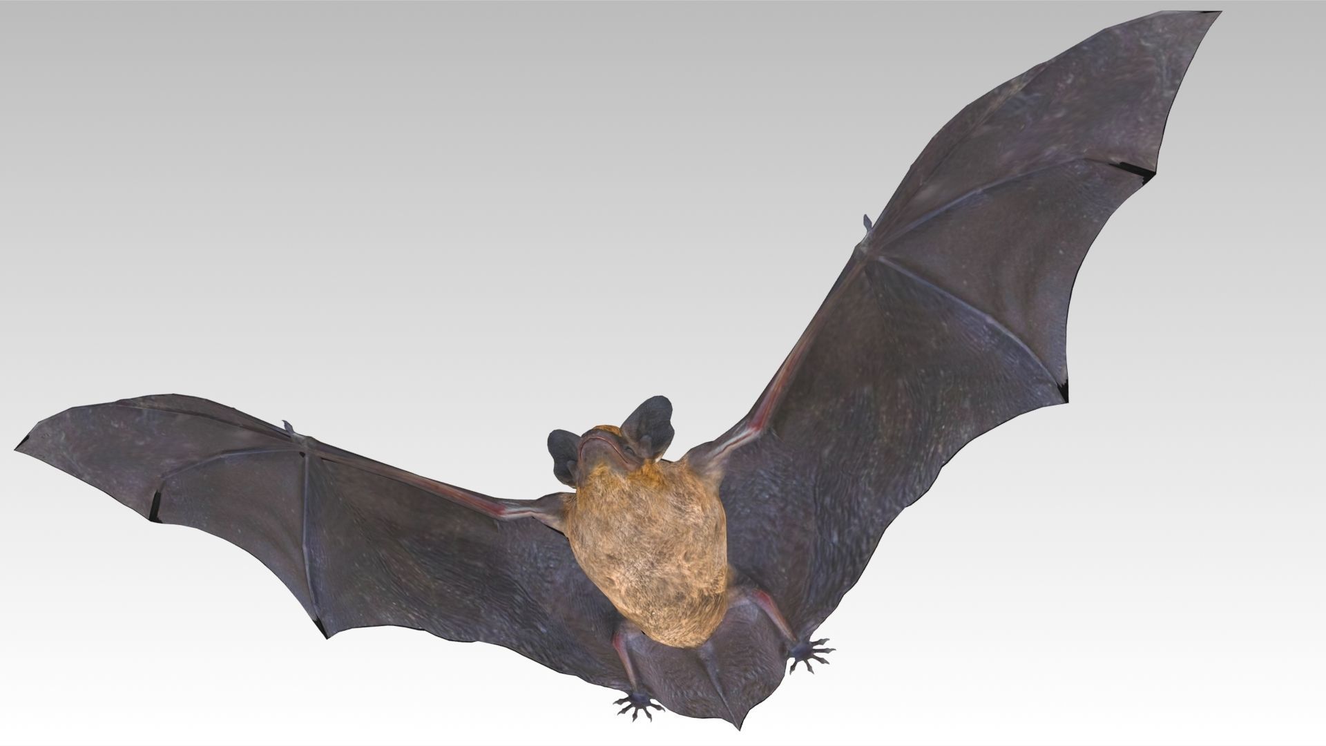Common Pipistrelle Bat Low-poly 3D model_9