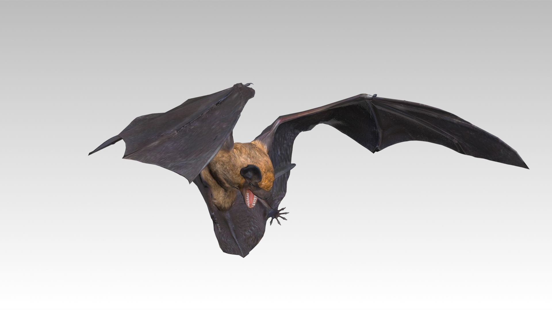 Common Pipistrelle Bat Low-poly 3D model_5