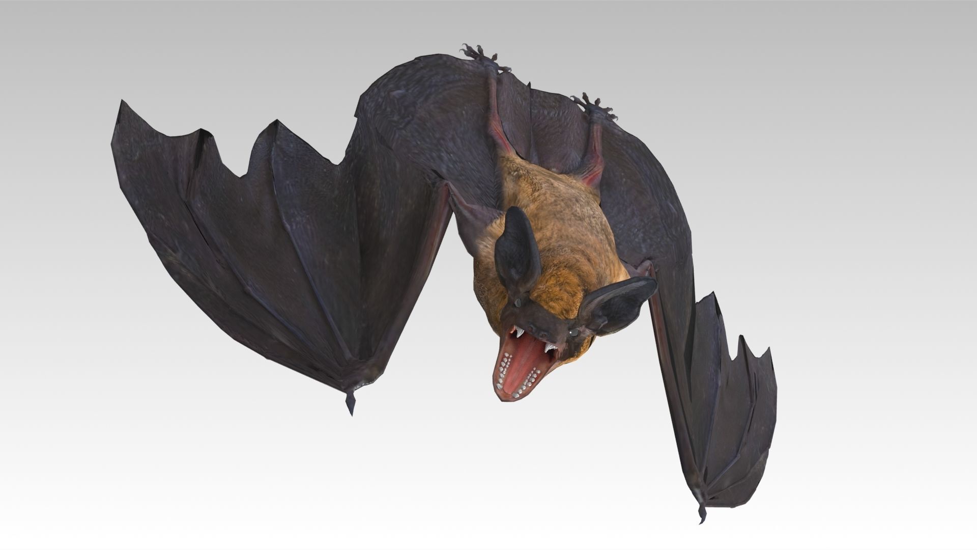 Common Pipistrelle Bat Low-poly 3D model_8