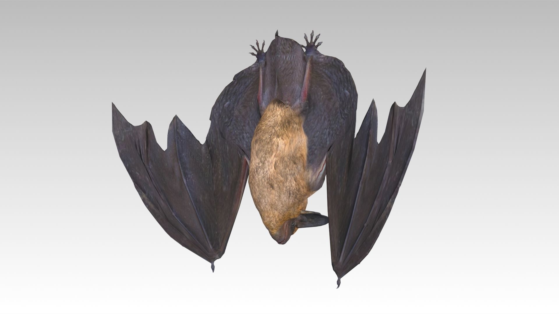Common Pipistrelle Bat Low-poly 3D model_2