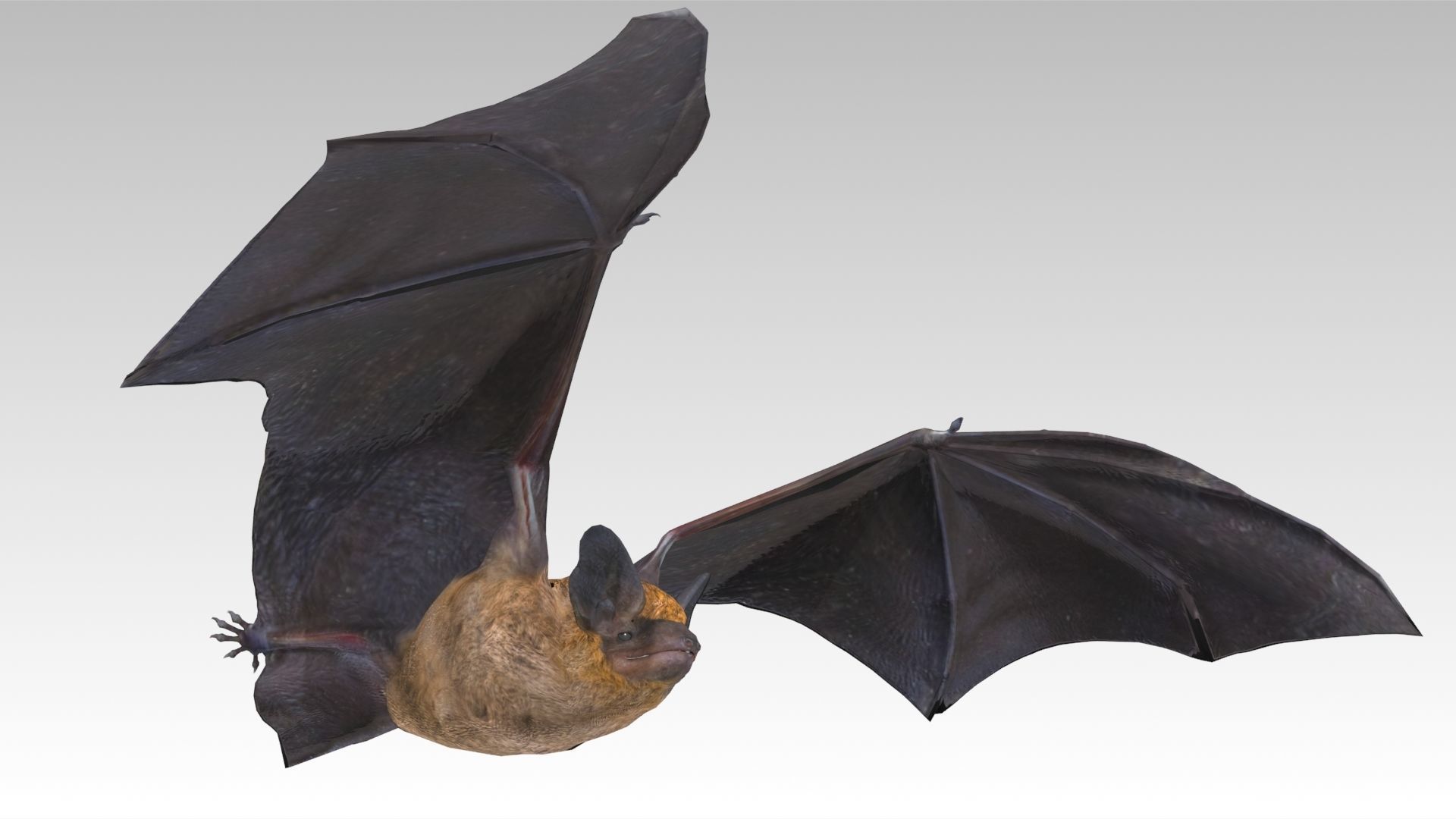 Common Pipistrelle Bat Low-poly 3D model_11