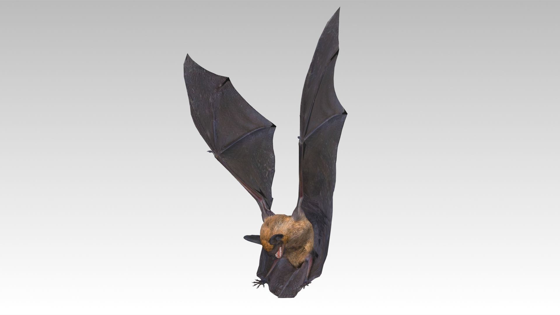 Common Pipistrelle Bat Low-poly 3D model_6