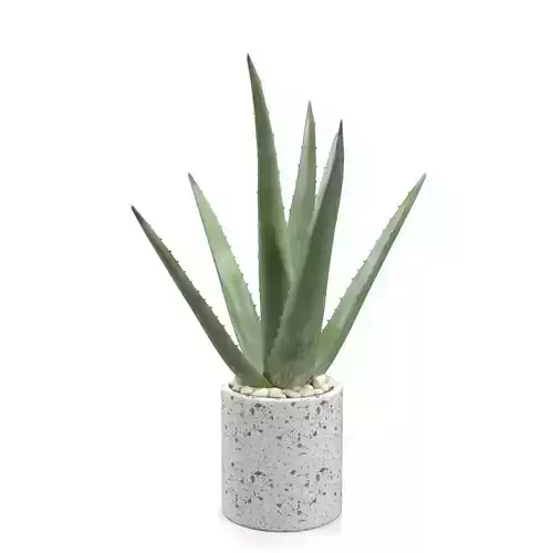 Healthy Aloe Vera Plant In Ceramic Vase PBR 3D model