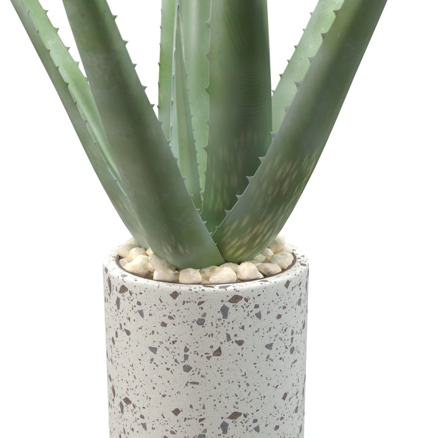 Healthy Aloe Vera Plant In Ceramic Vase PBR 3D model_3