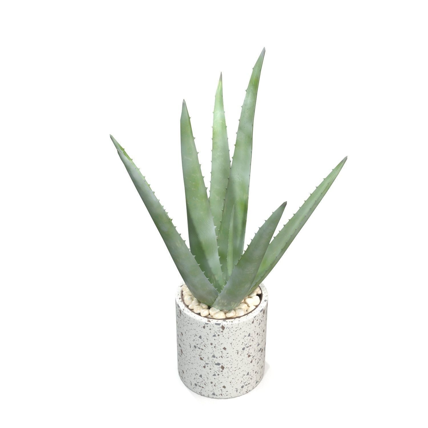 Healthy Aloe Vera Plant In Ceramic Vase PBR 3D model_2
