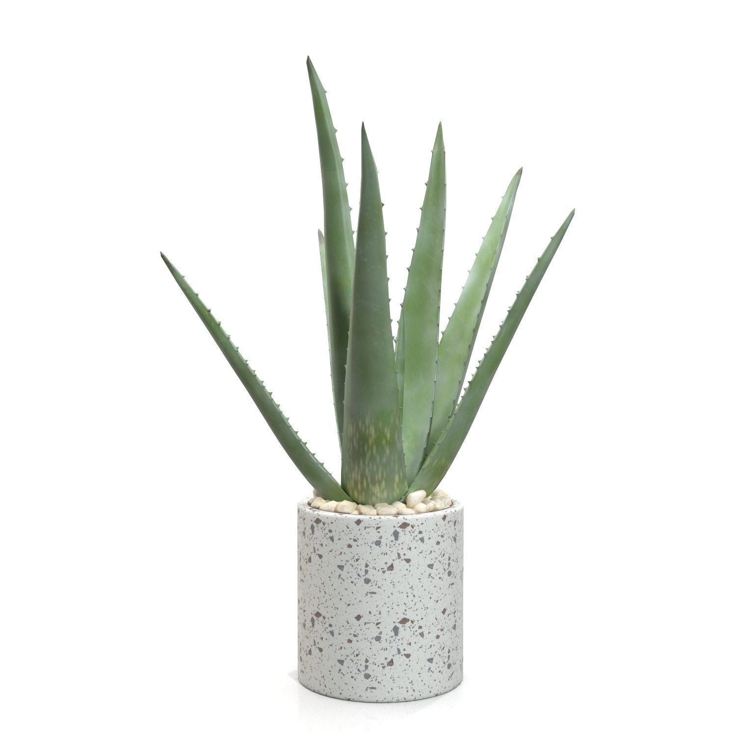 Healthy Aloe Vera Plant In Ceramic Vase PBR 3D model_4