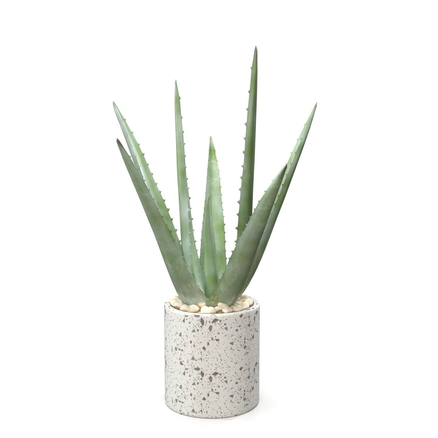 Healthy Aloe Vera Plant In Ceramic Vase PBR 3D model_1
