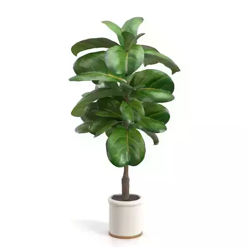 Inch Fiddle Leaf Artificial Tree In White Ceramic Planter PBR