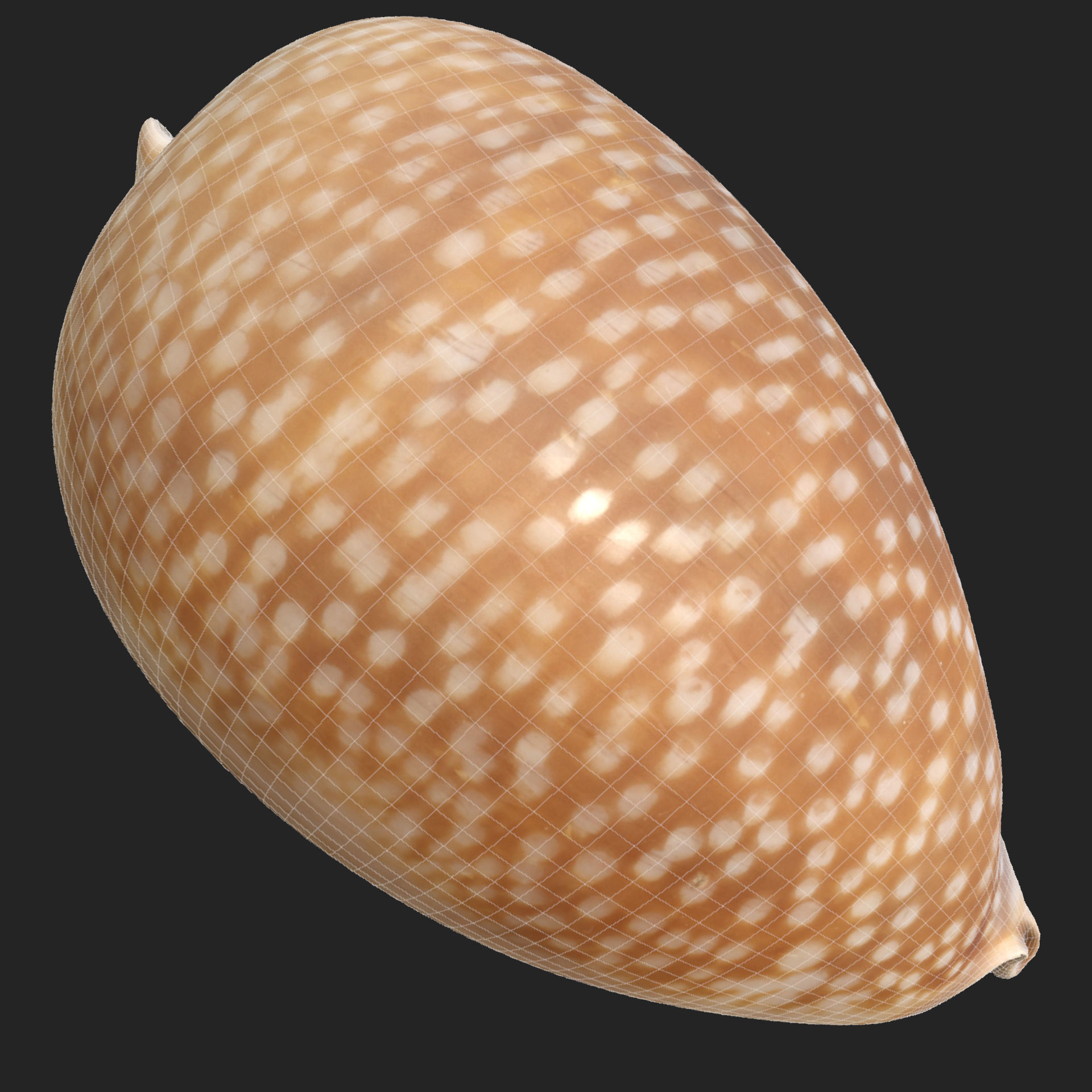 Erosaria Lamarckii Low-poly 3D model_8