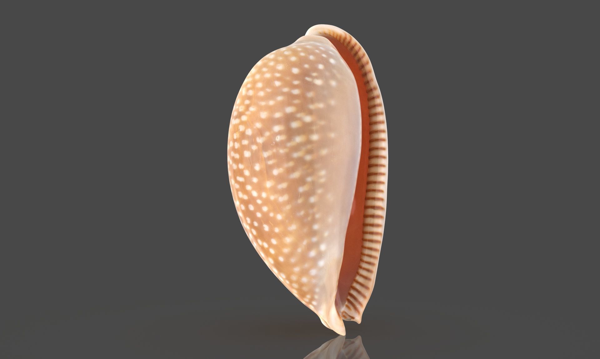 Erosaria Lamarckii Low-poly 3D model_6