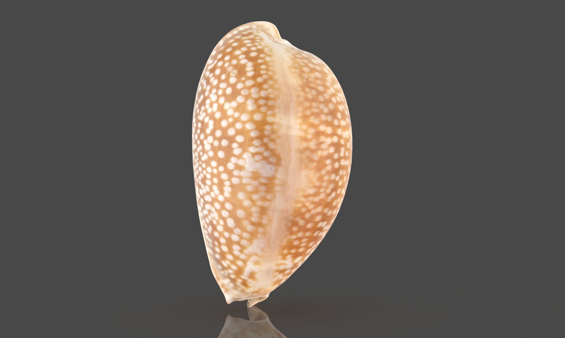 Erosaria Lamarckii Low-poly 3D model_4
