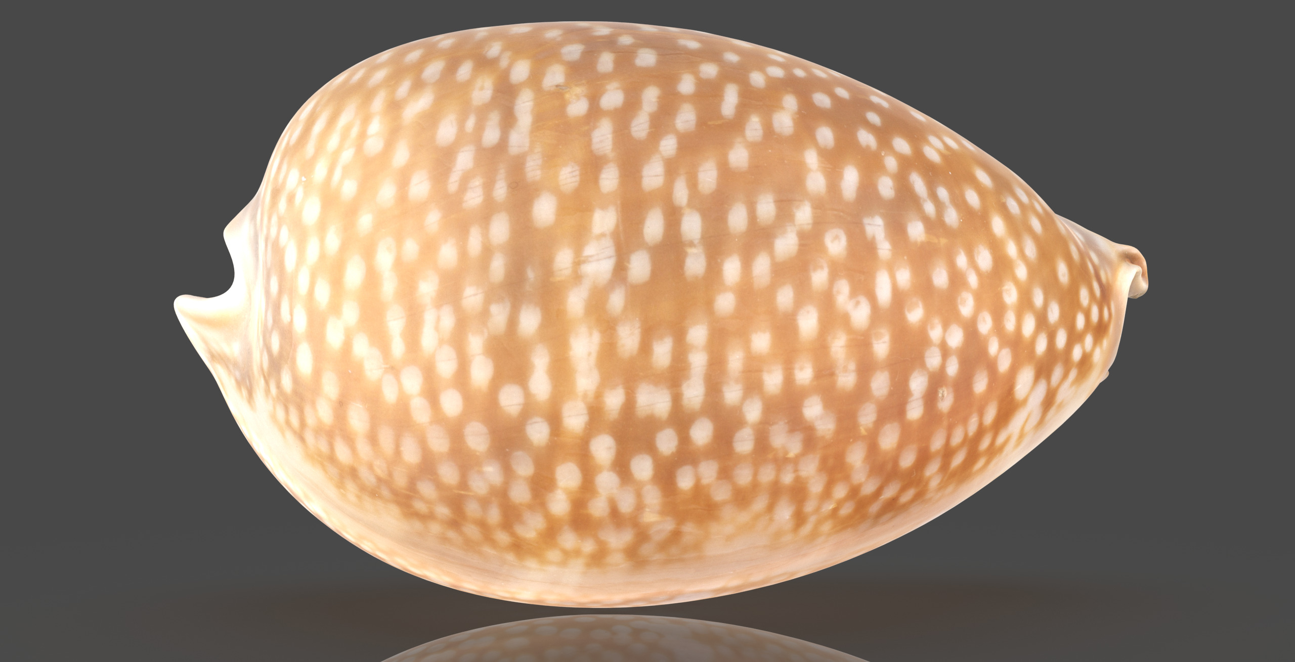 Erosaria Lamarckii Low-poly 3D model_2