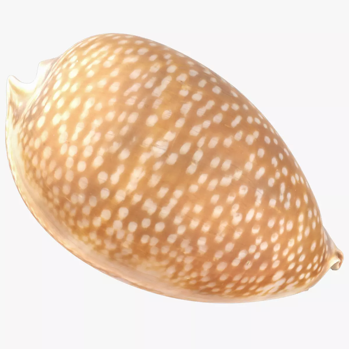 Erosaria Lamarckii Low-poly 3D model_0