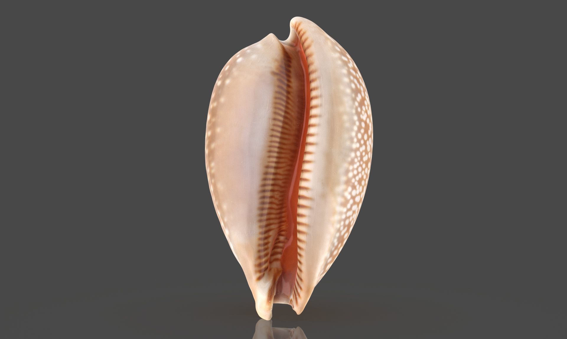 Erosaria Lamarckii Low-poly 3D model_3