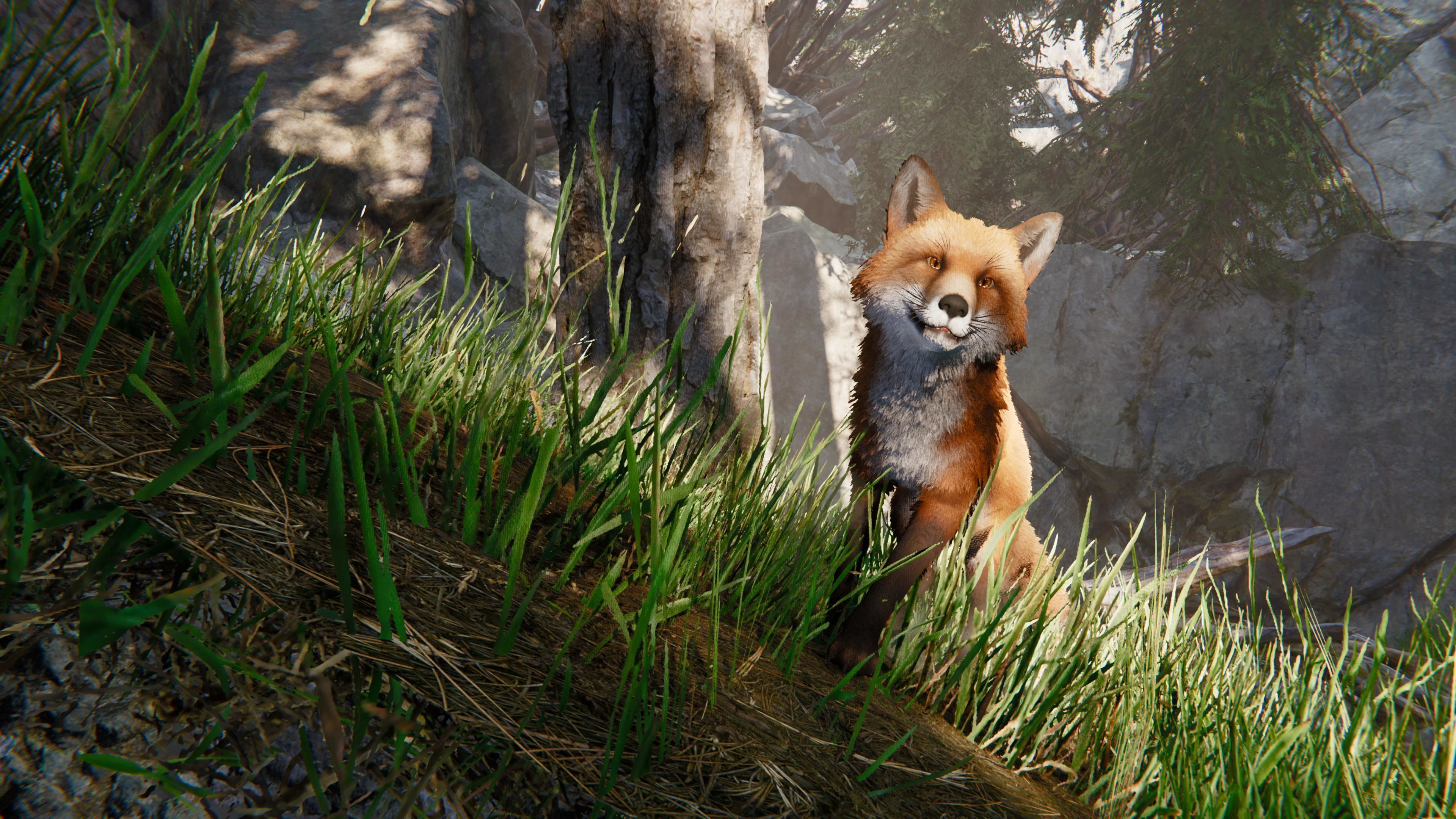 Realistic Foxes Low-poly 3D model_4