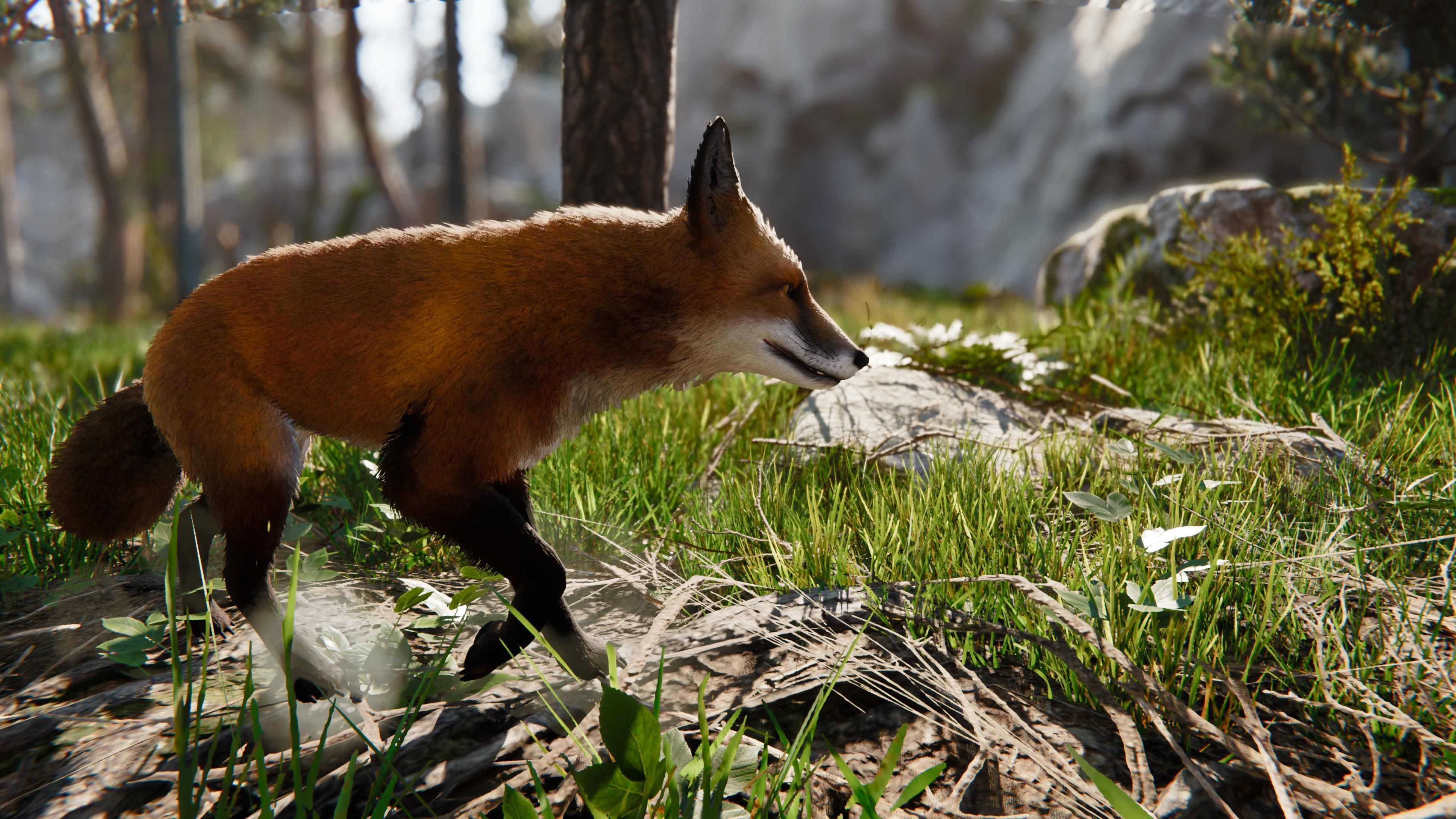 Realistic Foxes Low-poly 3D model_10