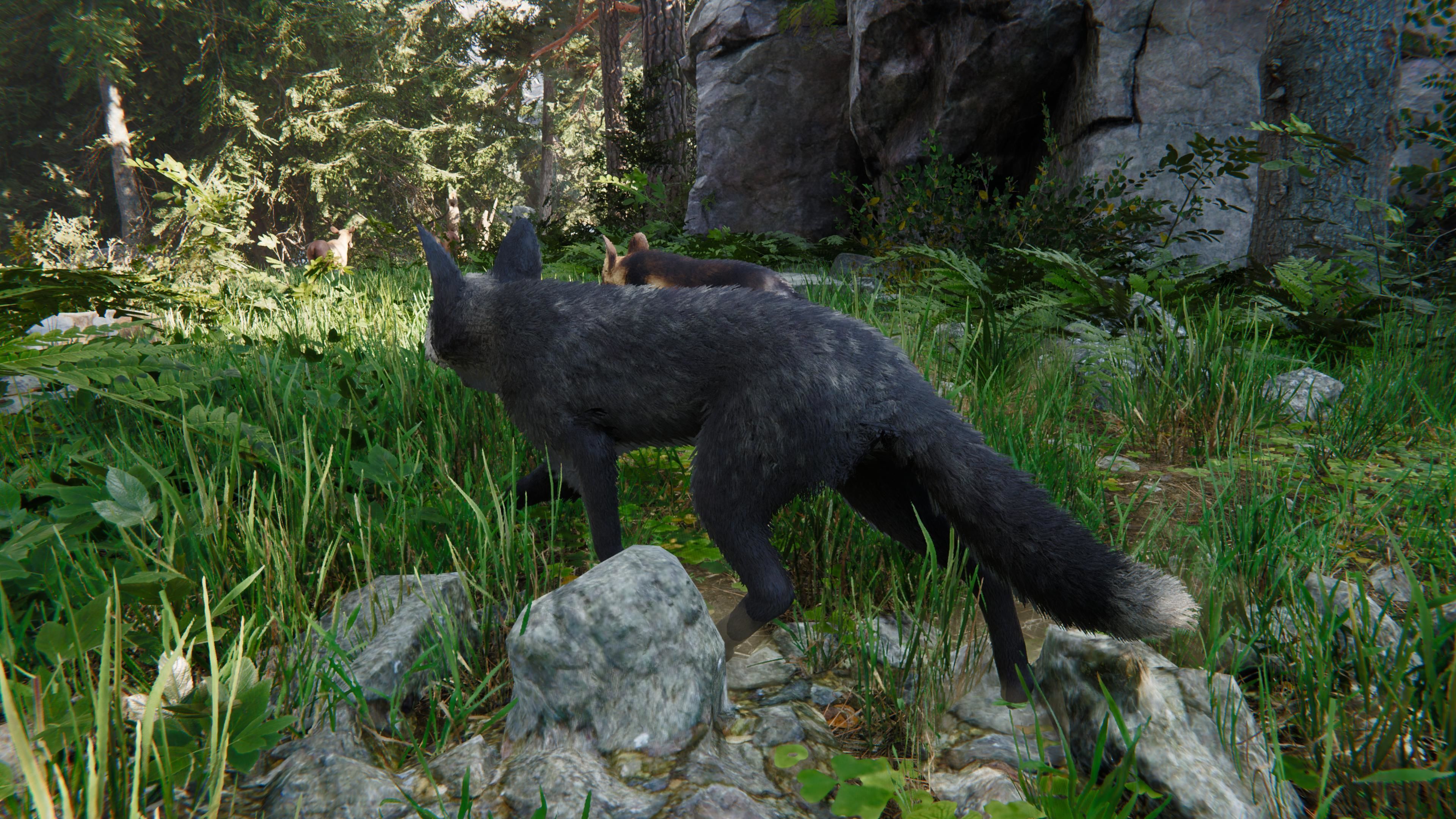 Realistic Foxes Low-poly 3D model_30