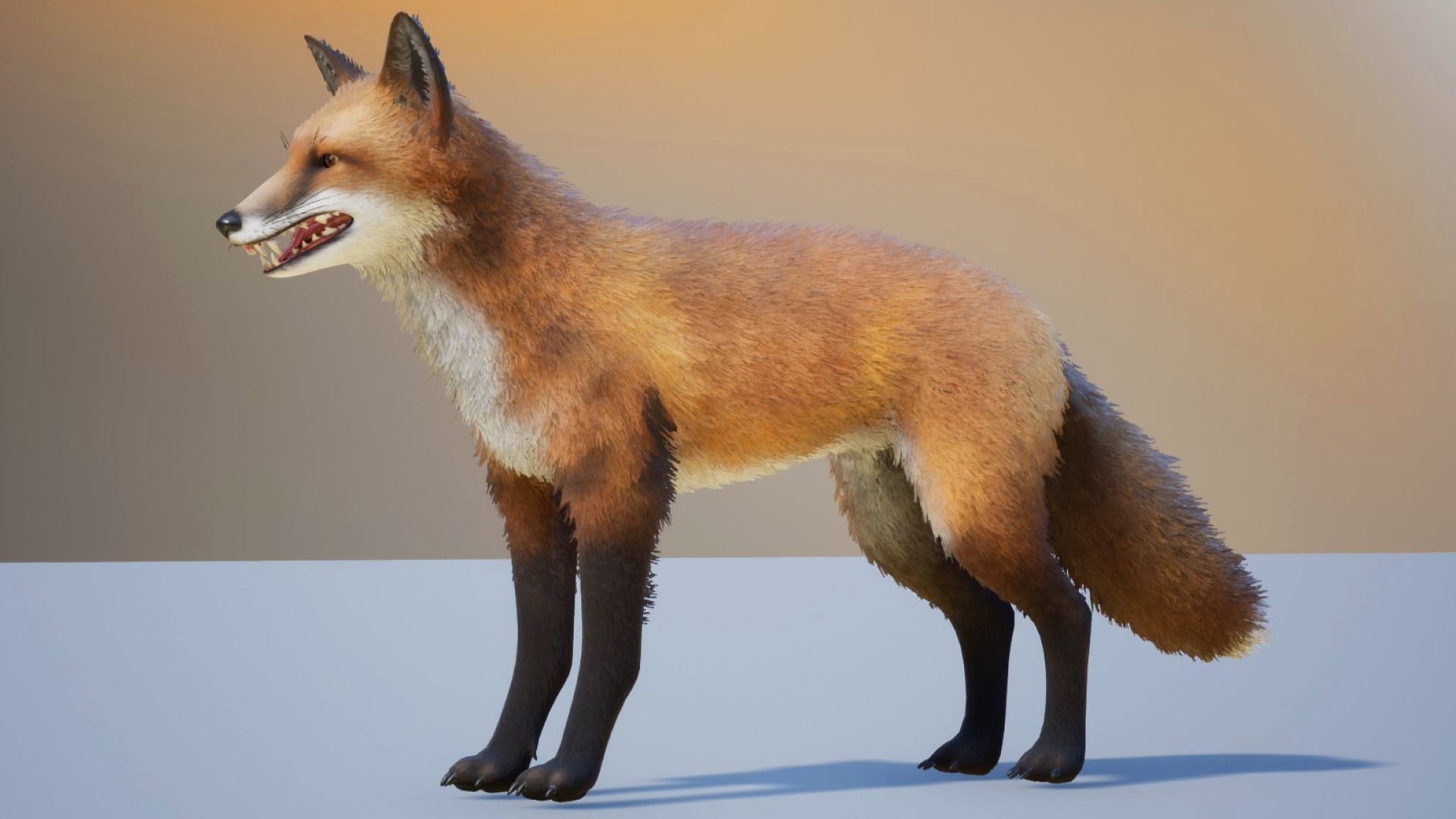 Realistic Foxes Low-poly 3D model_2