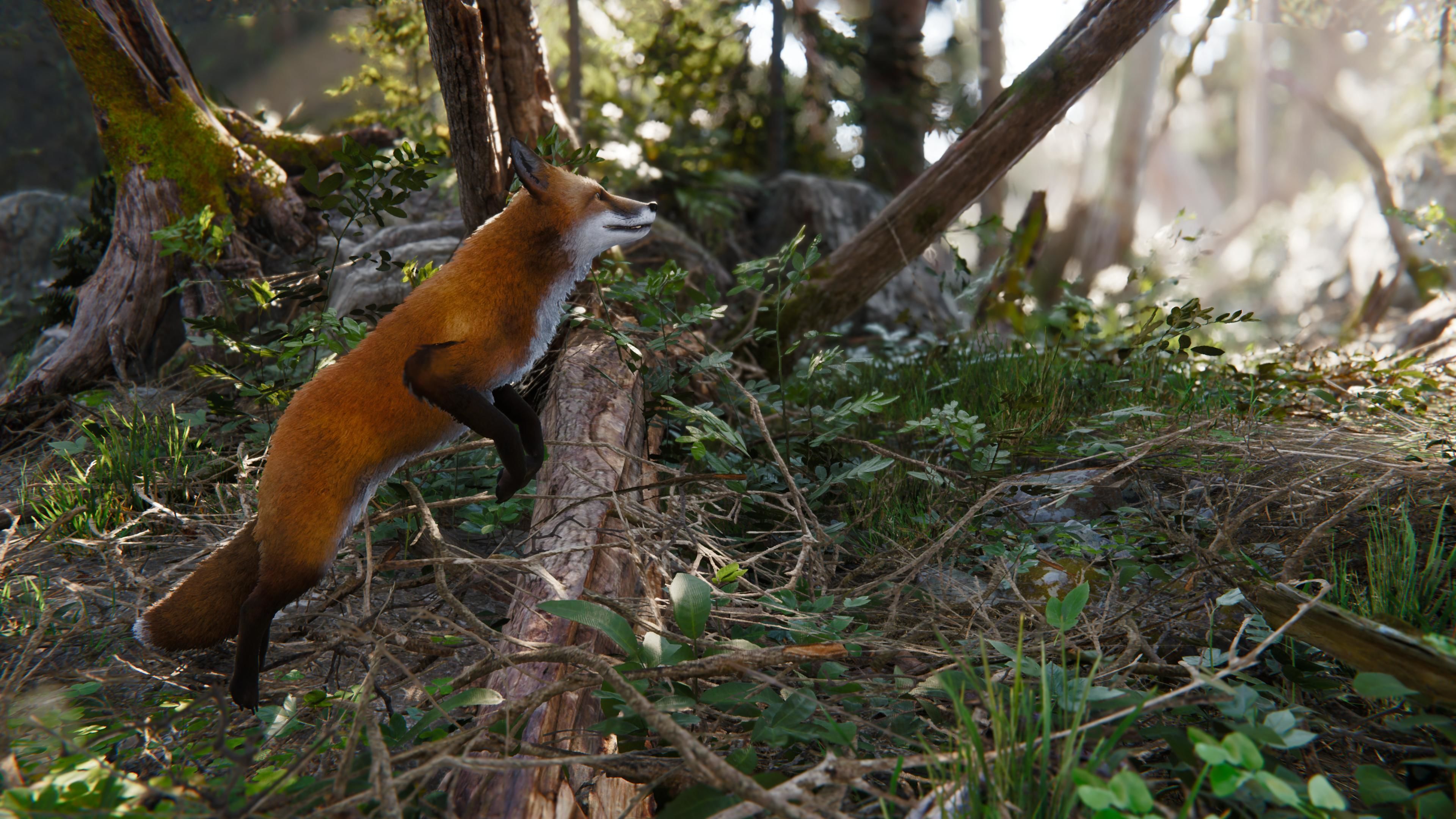 Realistic Foxes Low-poly 3D model_8