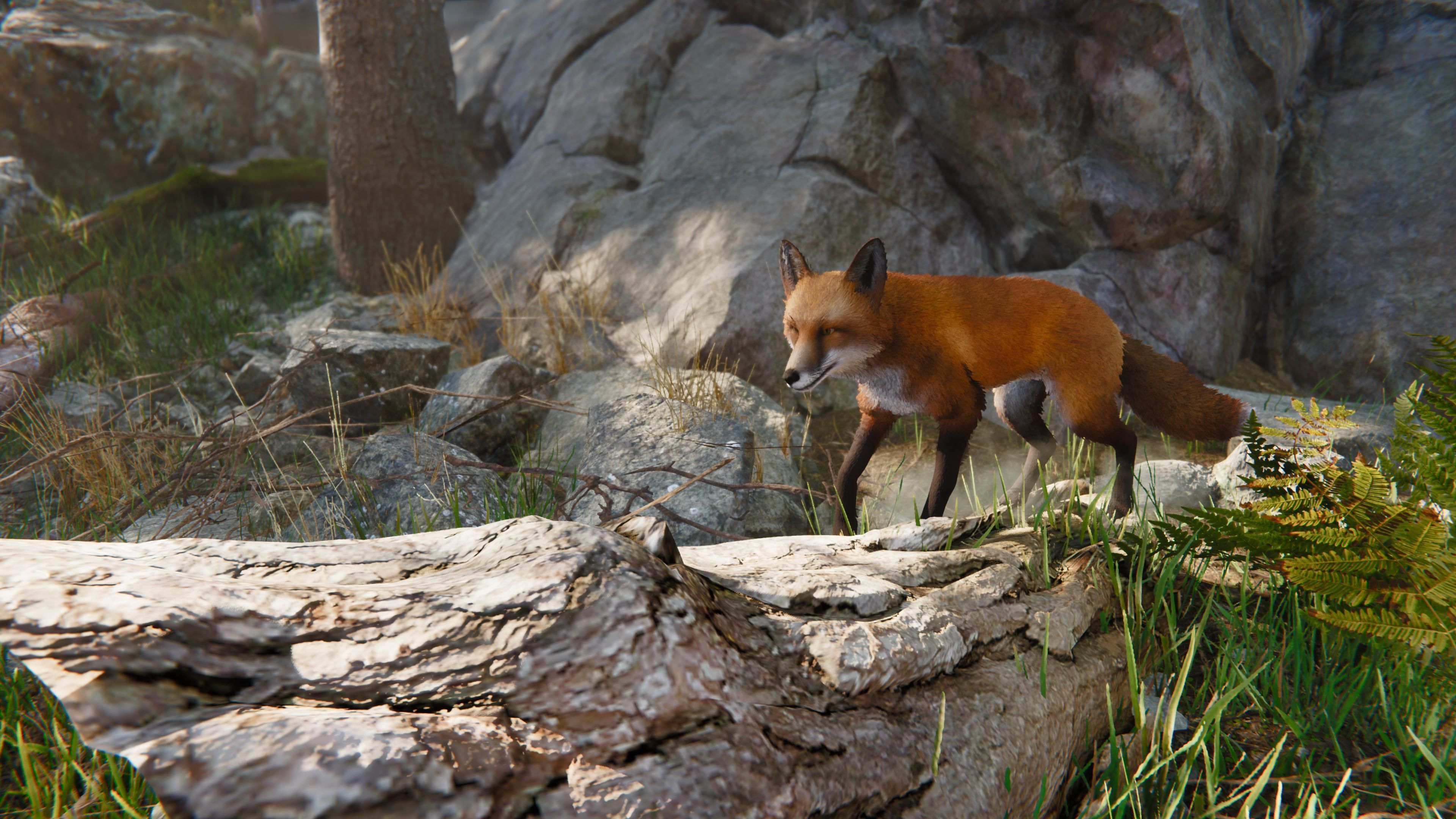 Realistic Foxes Low-poly 3D model_9